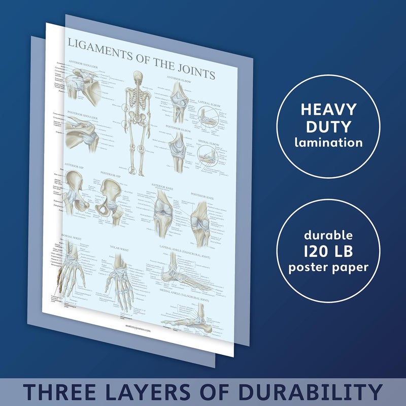 Palace Learning 4 Pack - Anatomical Poster Set - Laminated - Muscular, Skeletal, Ligaments of the Joints, Anatomy of the Spine - Anatomy Chart Set (LAMINATED, 18” x 24”) - Image 3